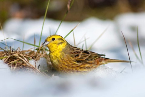 Emberiza citrinella, goldammer, yellowhammer, birds, passeri, songbirds, birds, winter
