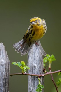 European Serin, serine, serinus serinus, birds, garden, garden fence, high size, portrait format,