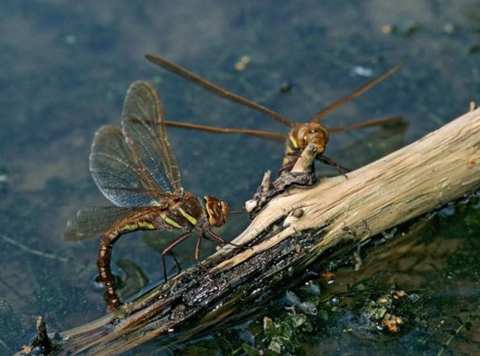Aeshna grandis, brown mosaic maiden, brown hawker, anisoptera, damselflies, dragonflies, egg