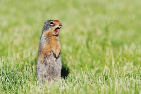 Columbia ground squirrel (Urocitellus columbianus, Spermophilus columbianus), calling, Waterton