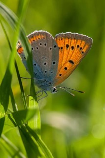 Large fire butterfly, large copper, Lycaena dispar, Bulgaria, butterfly, female, high size,