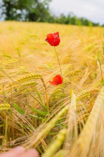 A bright red poppy stands out in a cornfield, Gechingen, Hecken and Gäu region, Landreis Calw,