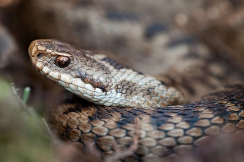 European adder, European viper, venomous snake, vipera berus, critters, female, poisonous reptilia,