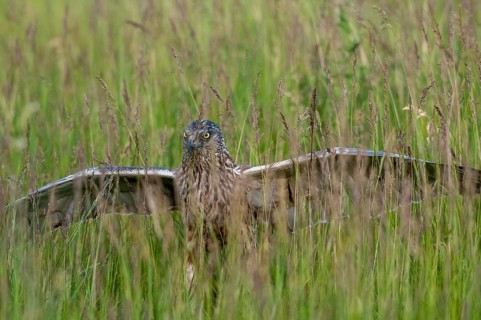 2009, Accipitriformes, Brandenburg, Circus Aeruginosus, Germany, Grünhäuser See, Marsh Harrier,
