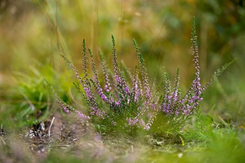 Broomheather, Calluna vulgaris, Ericaceae, heather, common heather, flora, heather, ling, plants,