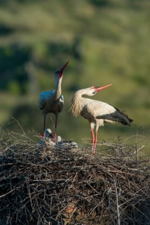 Ciconia ciconia, white stork, birds, ciconiiformes, extremadura, high size, portrait format, nest,