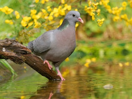 Eurasian stock dove (Columba oenas), perched on a root by the water, Solms, Hesse, Germany