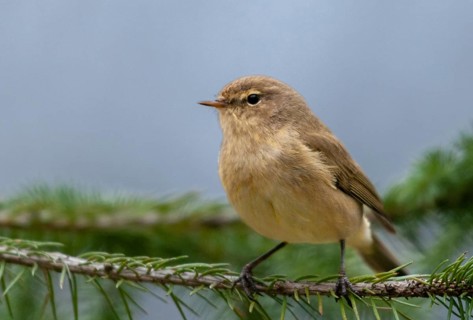 Chiffchaff, phylloscopus collybita, zilpzalp, birds, passeri, songbirds, birds
