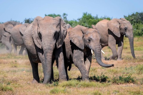 Herd of African elephants (Loxodonta africana), Addo Elephant National Park, Eastern Cape, South
