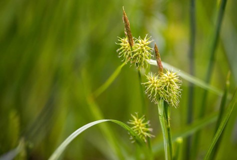 Carex flava, cyperaceae, yellow sedge, hedgehog grass, sour grass, flora, hedgehog grass, plants,