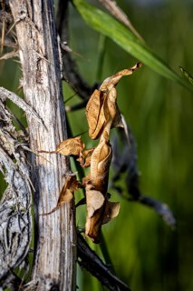 A close-up of a withered climbing plant on wood against a green background, a ghost mantis in a