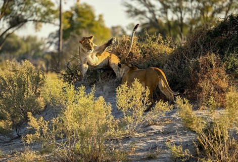 Two fighting lionesses (Panthera leo) near Atzaró Camp, Okavango Delta, North-West District,