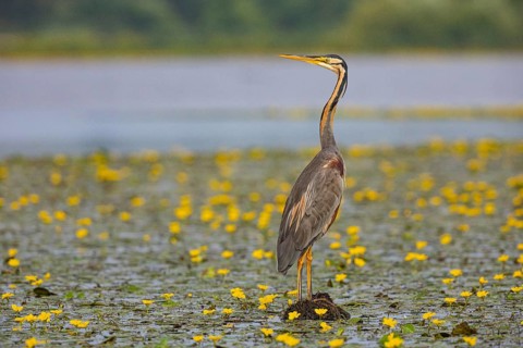 Purple heron (Ardea purpurea) amidst flowering water lilies Hungary