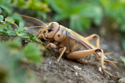 Brachytrupes Megacephalus, Giant Cricket, Granelli, Gryllus Megacephalus, Italy, Pantani Cuba and
