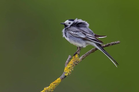 A white wagtail (Motacilla alba) perched on an elder branch covered in lichen on a stormy day,