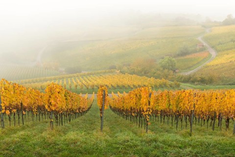 Foggy vineyard with yellow leaves and green meadows in hills, Korb im Rems Valley,