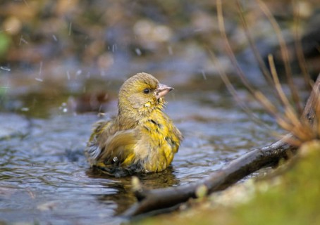 Carduelis chloris, chloris chloris, greenfinch, greenfinch, greenfinch, birds, male, passeri,