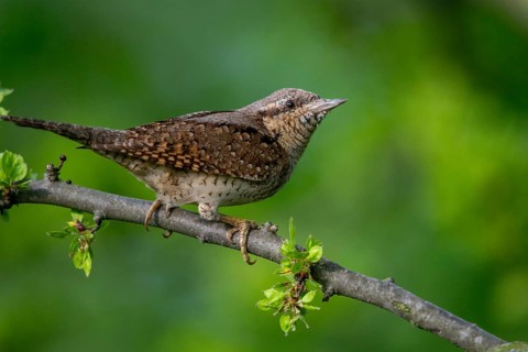 Jynx Torquilla, Wryneck, Birds, Piciforms, Woodpeckers, Birds, Woodpecker