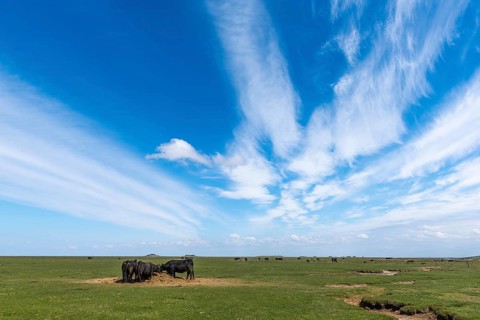 Livestock on Hallig Langeneß, Schleswig-Holstein Wadden Sea National Park, Halligen Biosphere,