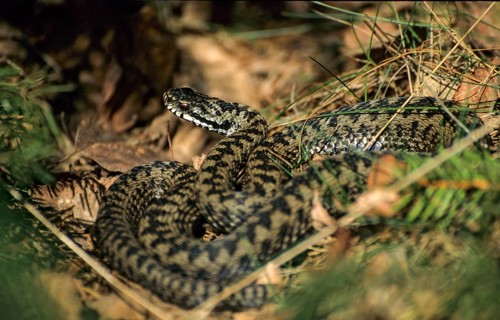 European adder, European viper, venomous snake, vipera berus, critters, poisonous reptilia,