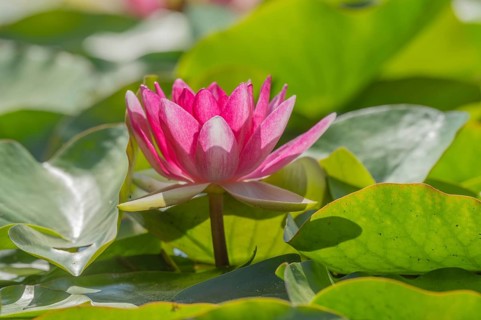 Pink lotus flowers lie on the surface of the pond. Lily pads surround the flowers. The water is