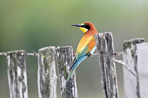 European bee-eater (Merops apiaster), perched on a fence, Camargue Regional Nature Park, southern