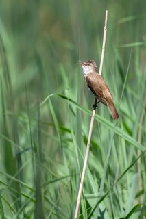 Reed Warbler (Acocephalus arundinaceus), perched in the reeds and singing, Güssinger Ponds,