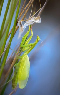 European mantis, European praying mantis, mantis religiosa, mantodea, mantodea, high size,