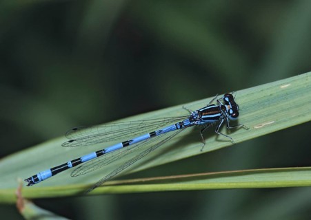 Coenagrion Mercuriale, Helmet Azuremaid, Southern Damselfly, Damselflies, Dragonflies, FFH,