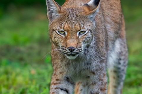 Close-up of Eurasian lynx, Northern lynx (Lynx lynx lynx) hunting in grassland, meadow at edge of