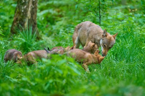 A female wolf looking after her pups in the forest, summer, wolf (Canis lupus), Germany