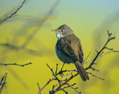 Warbler, Sylvia Communis, Whitethroat, Birds, Song, Leo, Male, Passeri, Singing, Songbirds, Birds