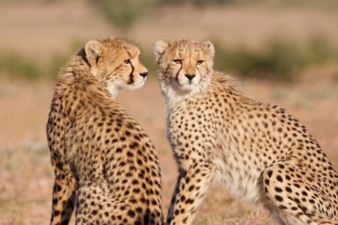 Cheetahs (Acinonyx jubatus), mother (right) with her cub, sitting in the dry grassland, looking