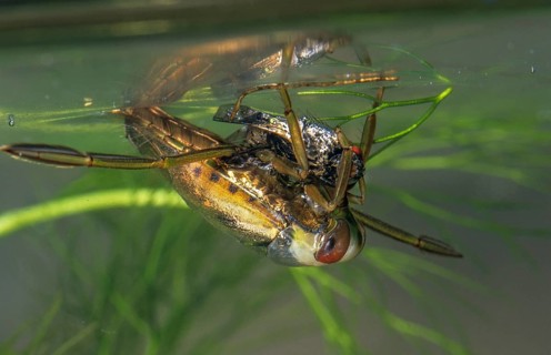 Common backswimmer, Notonecta glauca, water boatman, aquatic, prey, capture, fly, insects, bugs,