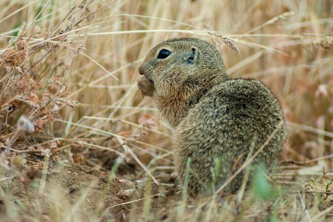 Citellus citellus, European ground squirrel, common ground squirrel, rodents, rodentia, Bulgaria,