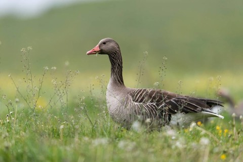 Anser Anser, Greylag or Graylag Goose, Grelag Goose, Anatidae, Birds, Duckbirds, Goose, Geese,