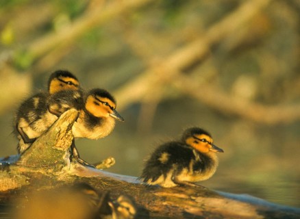 Anas platyrhynchos, dune young, mallard, mallard, anatidae, birds, ducks, ducks, duck birds,