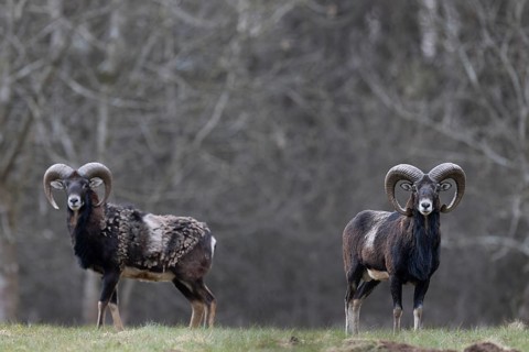 Mouflon, muffle, mouffle game in the Eifel, Rhineland-Palatinate, Germany