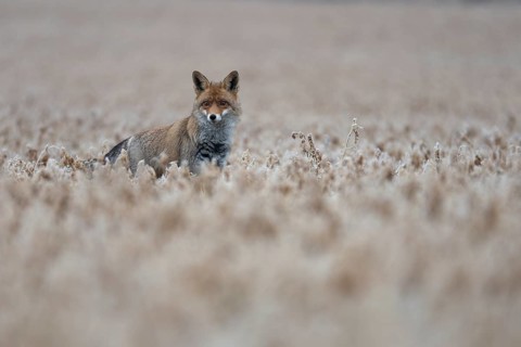 Red fox (Vulpes vulpes), Bitburg, Rhineland-Palatinate, Germany