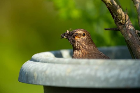 European blackbird (Turdus merula) adult female bird collecting insects and grubs for food from a