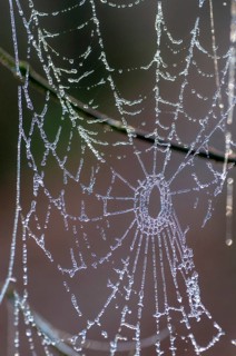 Ice cream, high size, portrait, ice, hoarfrost, rime, spider web, winter