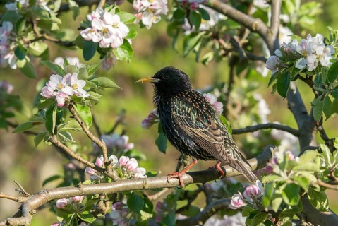 Star, Starling, Sturnus vulgaris, Birds, Passeri, Songbirds, Birds