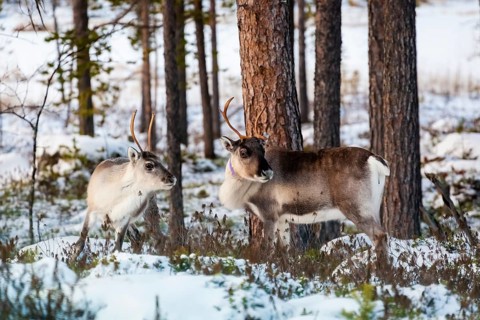 Animals, Mammals, Europe, Finland, Lapland, Reindeer in winter, Reindeer (Rangifer tarandus), Pair,