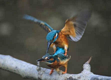 Alcedo Atthis, kingfisher, alcedinidae, birds, kingfishers, copula, leo, mating, river kingfishers,