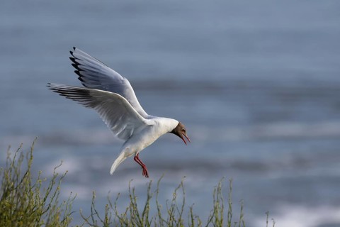 A black-headed gull (Chroicocephalus ridibundus) returns to its mate on the nest, breeding colony,