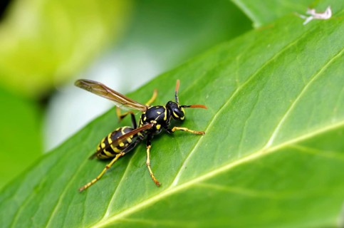 House field wasp (Polistes dominula), yellow, black, close-up, leaf