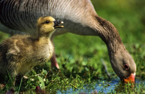 Anser Anser, Dune Boy, Greylag or Graylag Goose, Grelag Goose, Chick, Anatidae, Birds, Duckbirds,