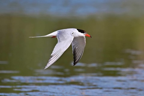 Common tern (Sterna hirundo), in flight, Saintes-Marie-de-la-Mer, Camargue, southern France, France