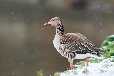 Greylag geese (Anser anser) during a spell of winter weather in spring, snow in North