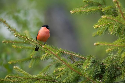 Eurasian bullfinch (Pyrrhula pyrrhula) adult male bird in a fir tree, Finland